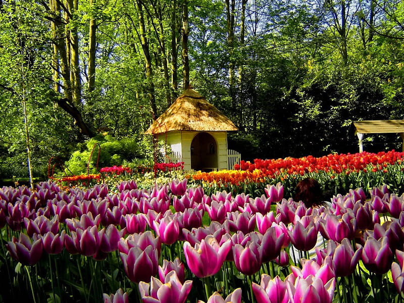 Tulips in front of cottage, pretty, colorful, house, grass, cottage, cabin, bonito, countryside, nice, green, flowers, tulips, pink, harmony, forest, lovely, greenery, colors, delight, spring, trees, summer, nature, meadow, field, HD wallpaper