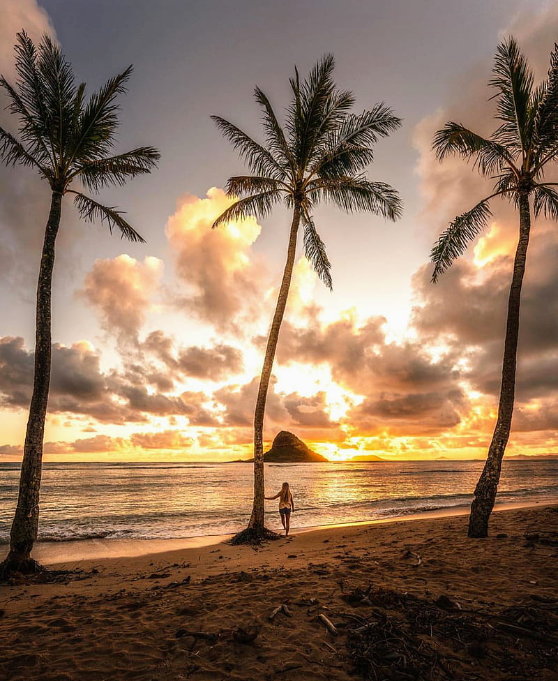 1920x1080px 1080p Free Download Big Island Hawaii Beach Beaches Nice Ocean Palm Palms
