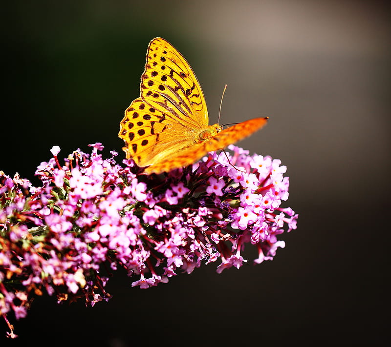 Golden ButterFly, colorful, flower, fly, fragile, gold, nature, vivid, yellow, HD wallpaper