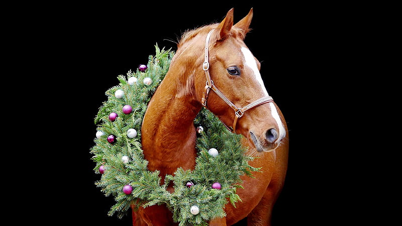 Animal, Horse, Christmas Ornaments, HD wallpaper