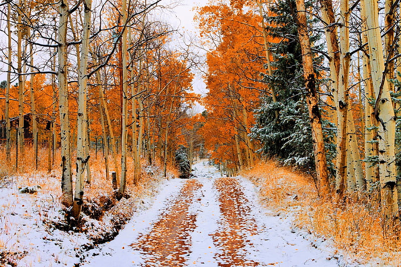 First Snow in late Autumn, fall, leaves, path, colors, trees, HD wallpaper