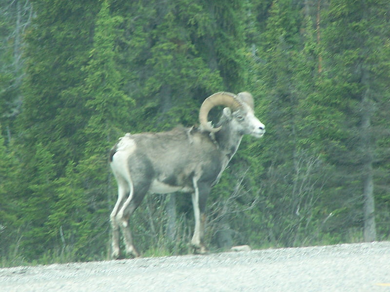 Dall Sheep, big horns, trees, buck, wild, HD wallpaper