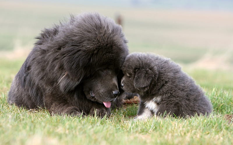 Newfoundland, mother and cub, puppy, lawn, pets, cute dog, black newfoundland, dogs, Newfoundland Dog, HD wallpaper