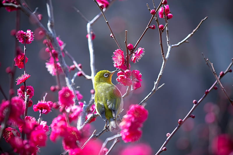 Birds, Japanese white-eye, Bird, Japanese White-Eye, Pink Flower, Wildlife, HD wallpaper