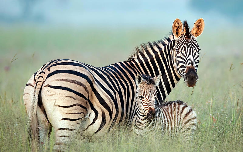 zebras family, savannah, mother and cubs, Africa, cute animals, wildlife, zebras, Equus quagga, HD wallpaper