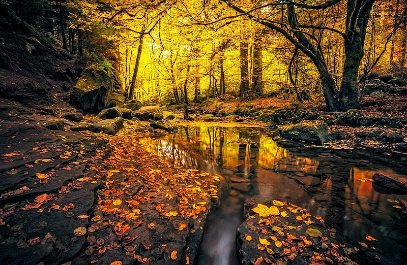 Autumn Scene Ultra, Seasons, Autumn, Nature, Scenery, Trees, Leaves, Fall, foliage, HD wallpaper