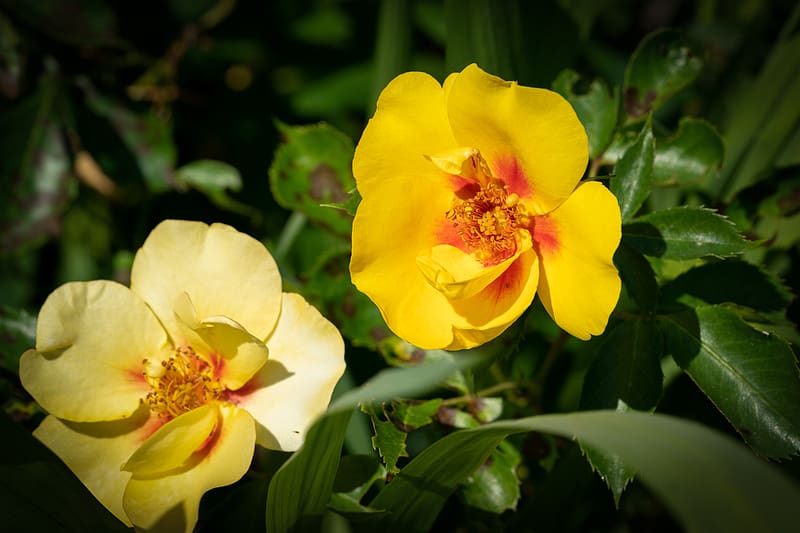 rosa persica, rose, flower, petals, yellow, HD wallpaper rosa persica, rose, flower, petals, yellow, HD wallpaper