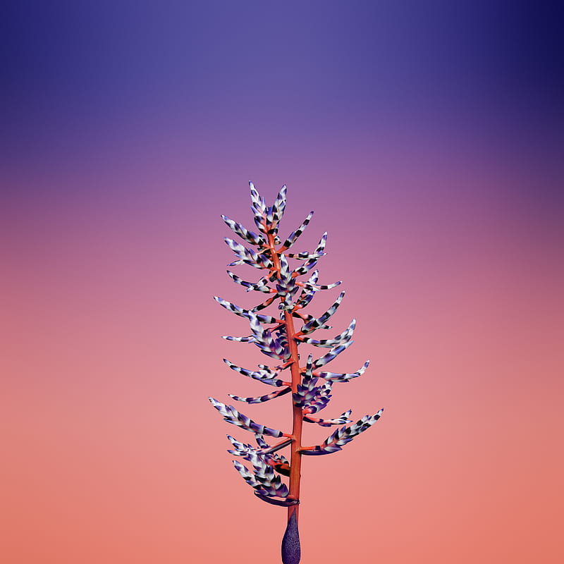 Tree, 2018, galaxy, high, iphonex, nature, new, s8plus, s9, HD phone wallpaper