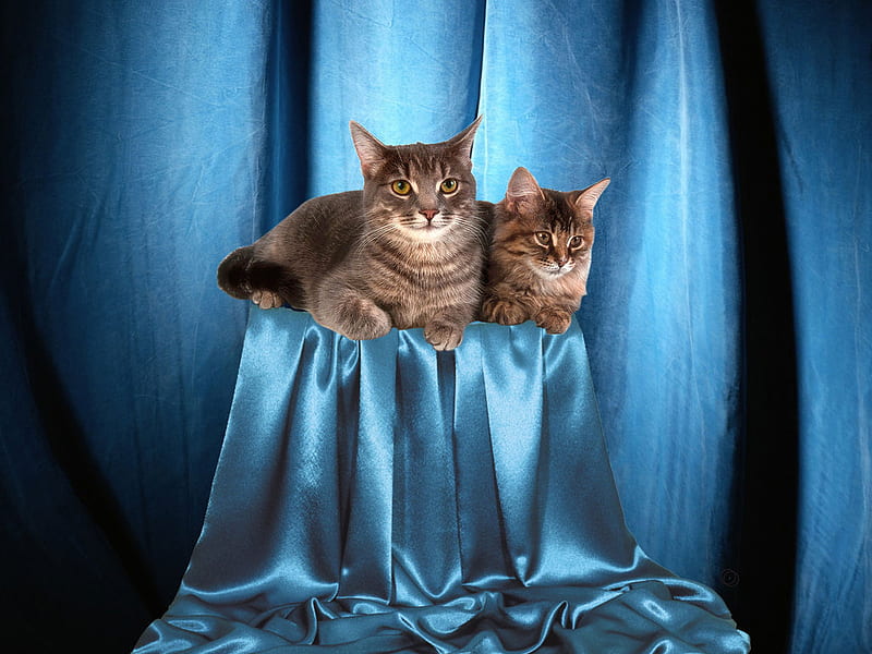 Cats on blue pedestal, feline, cat, kitten, blue, pedestal, sweet, HD wallpaper