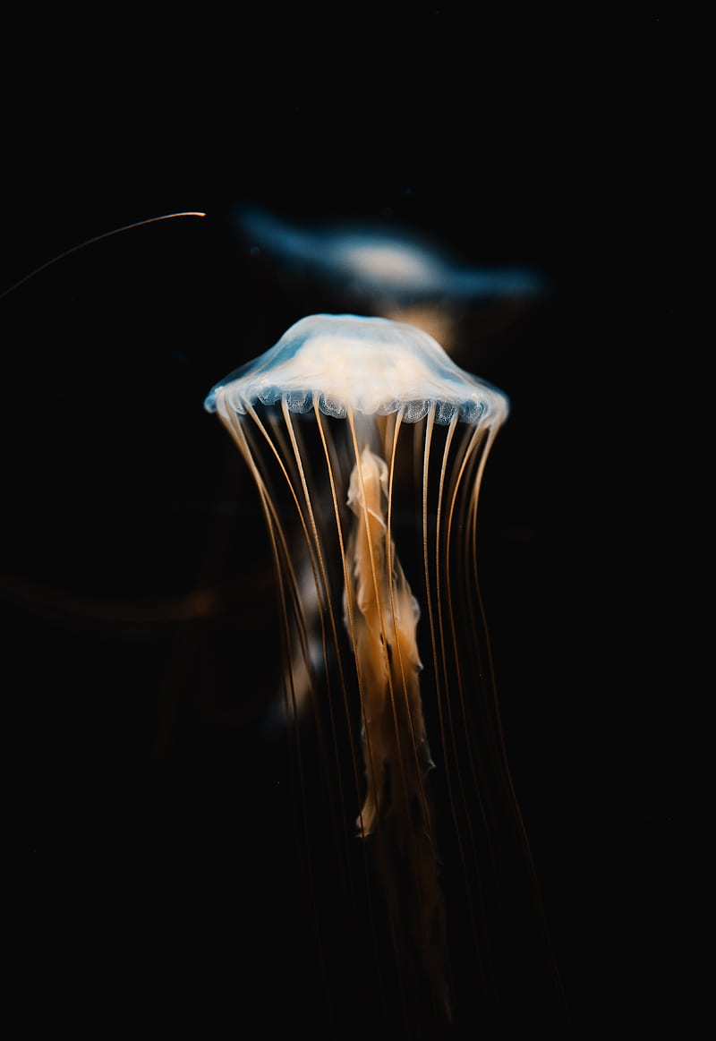 jellyfish, tentacles, transparent, underwater world, HD phone wallpaper