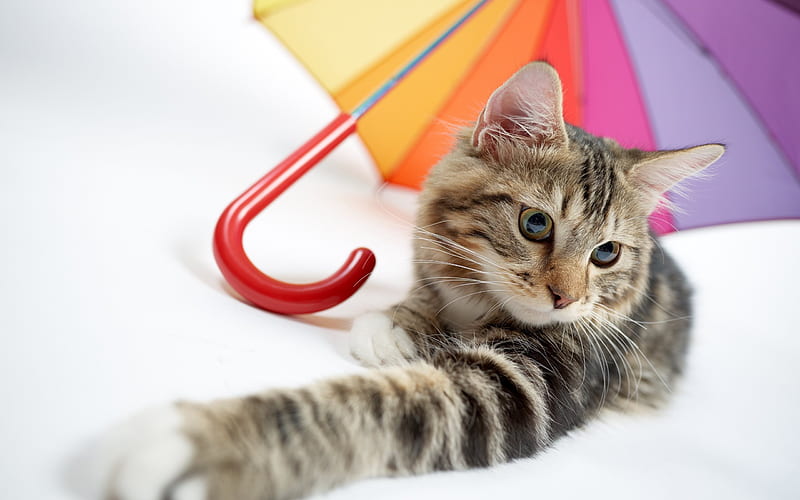 Cat, umbrella, cute animals, pets, cats, HD wallpaper