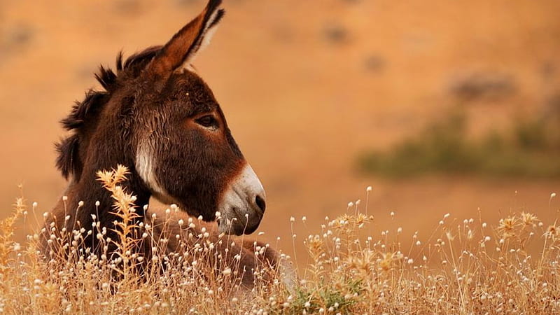 Donkey, nature, country, animal, HD wallpaper | Peakpx