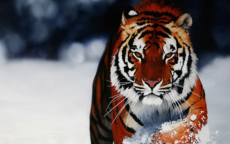 tiger, powerful, predator, majestic, wild, HD wallpaper