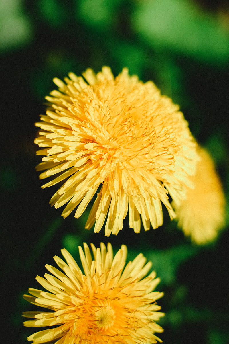 Close-Up Yellow Flower in Macro Lens, HD phone wallpaper