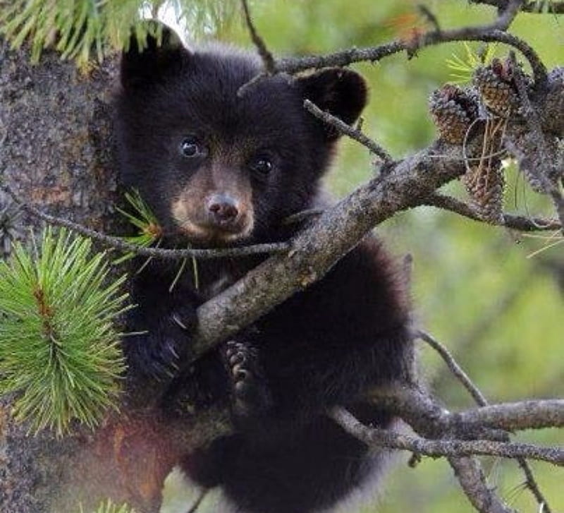 Black Bear Cub, Cute, Black, Baby Animal, Bear, Cub, grahpy, HD wallpaper