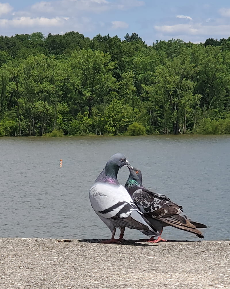 Amantes De Los Pajaros Amor Fondo De Pantalla Movil Hd Peakpx