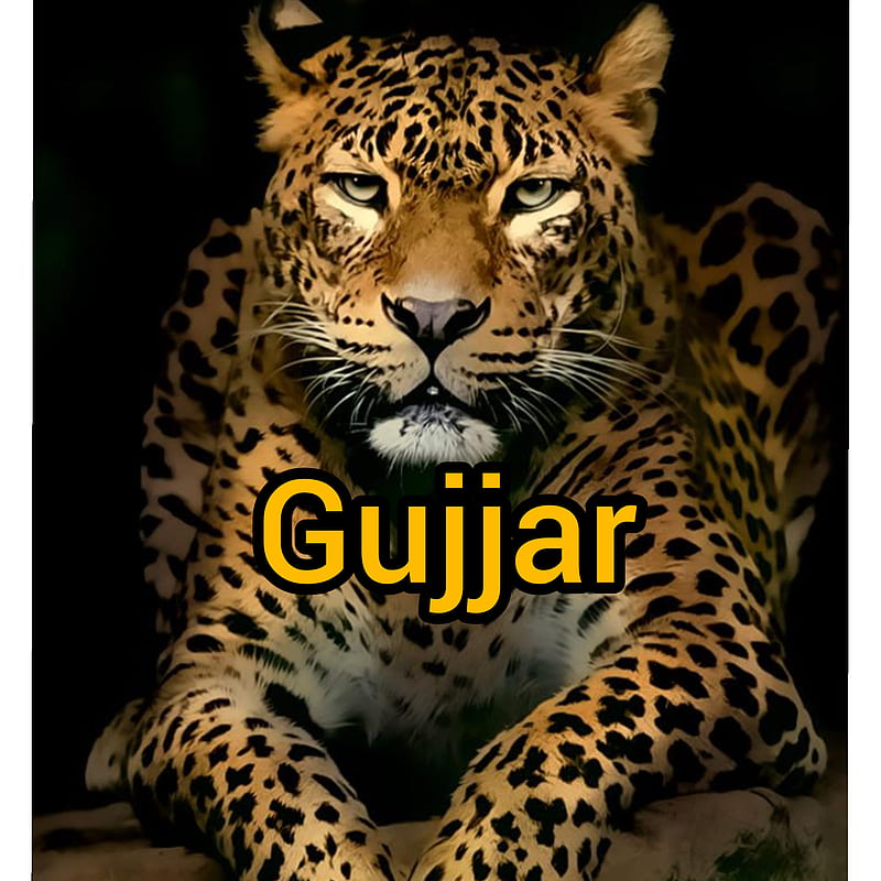 Rabee ur Rehman Gujjar, leopard, graph, HD phone wallpaper | Peakpx