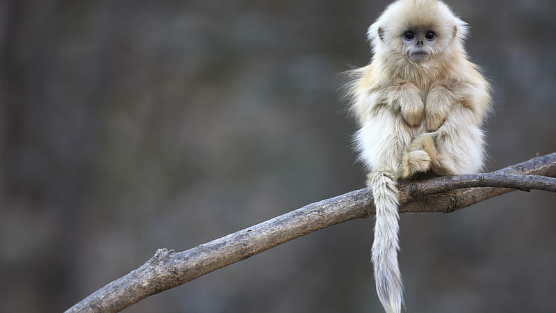Cute Monkey, cute, monkey, pose, tail, branch, HD wallpaper