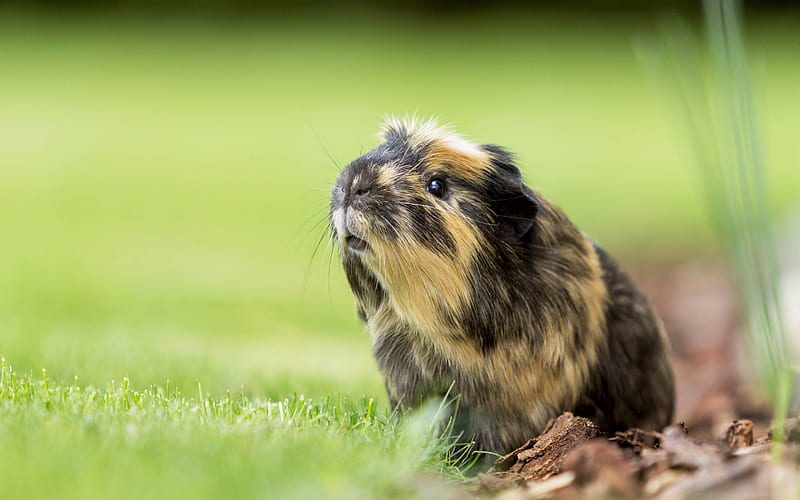 Guinea pig, green grass, cute little animals, black-brown Guinea pig, rodent, HD wallpaper