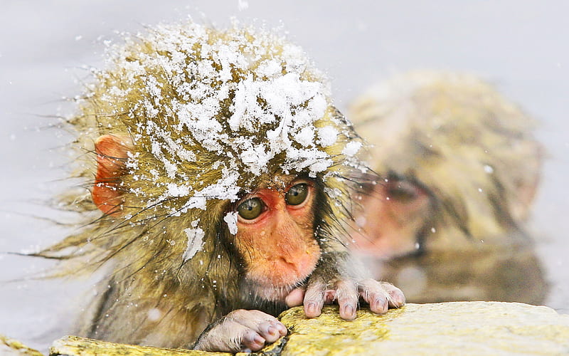 It is sooo cold outside, monkeys, cute, snow, animals, HD wallpaper