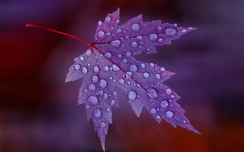 Purple leaf, fall, autumn, raindrops, dew, drops, softness, leaf, dewdrops, leaves, macro, close-up, nature, rain, HD wallpaper