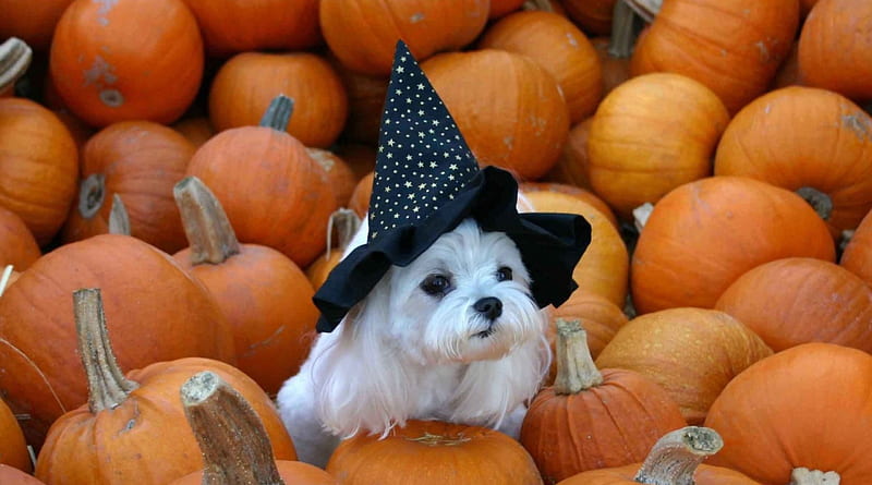 Cute Halloween Puppy Wallpapers  Top Free Cute Halloween Puppy Backgrounds   WallpaperAccess