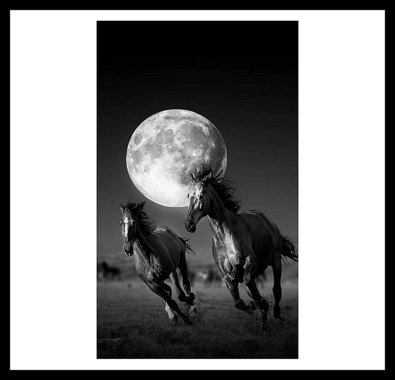 Night Time .... A Time To Run., Night Sky, Grasslands, Horses, Moon, Black and White, HD wallpaper