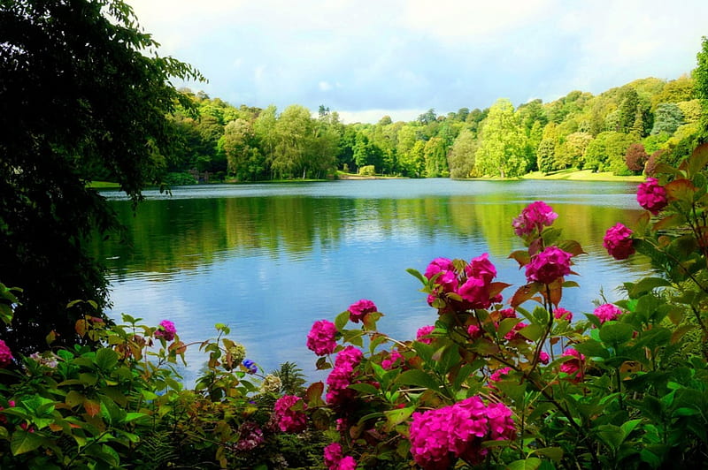 Forest lake, forest, greenery, bonito, park, trees, lake, pond