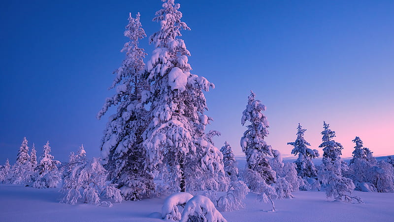 Snow Covered Trees With Background Of Blue Sky Winter, HD wallpaper