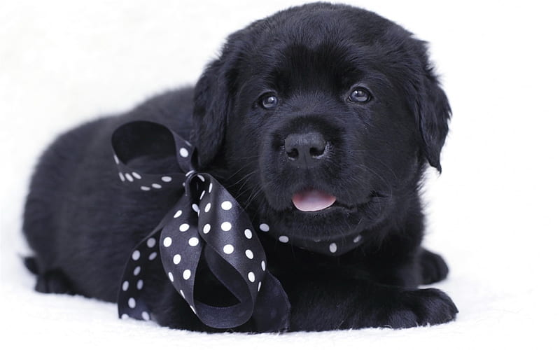 black puppy, retriever, black labrador, small dog, cute animals, HD wallpaper