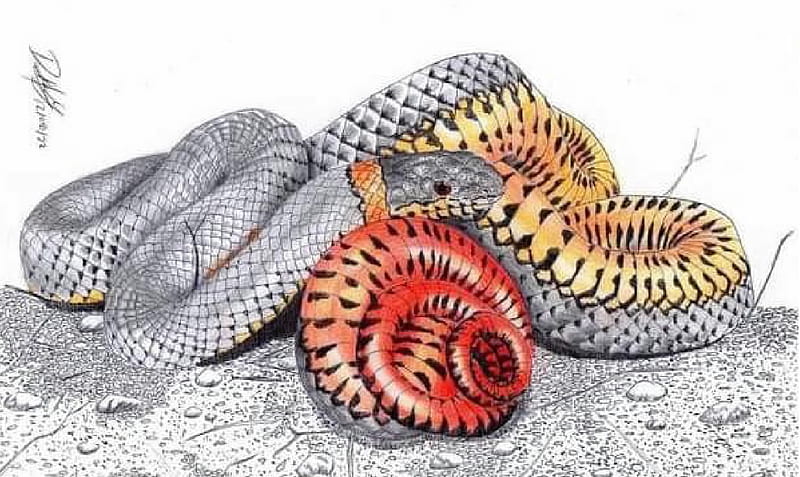 Snake, Animals, Herpetology, Zoology, HD wallpaper