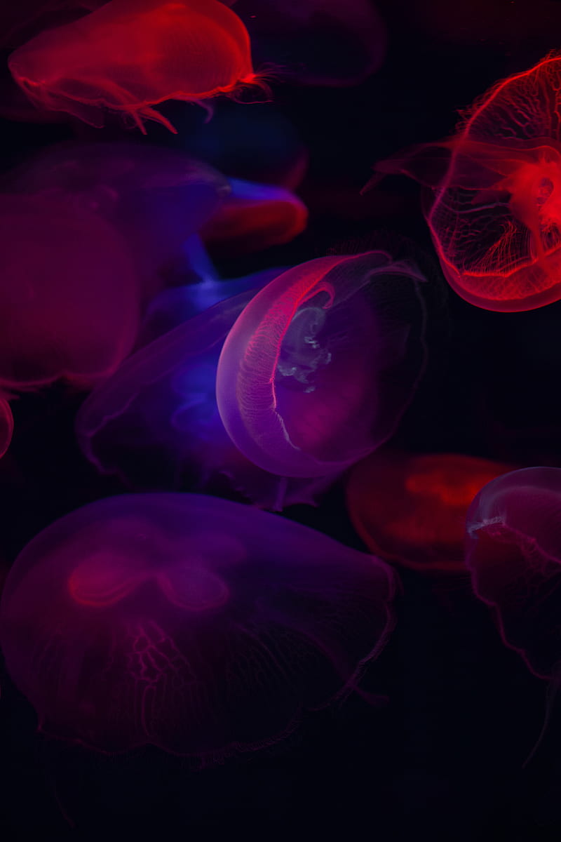 jellyfish, transparent, dark, sea, underwater world, HD phone wallpaper