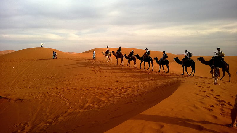 Camels In Caravan Desert, camel, animals, desert, HD wallpaper
