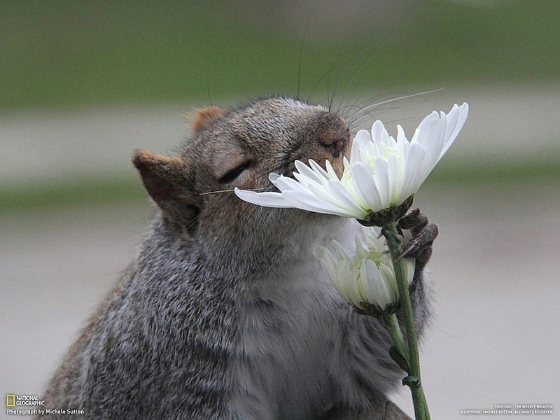 I STOPPED TO SMELL THE FLOWER, DAISY, FUNNY, CUTE, ANIMAL, SQUIRREL, SMELL, WILD, HD wallpaper