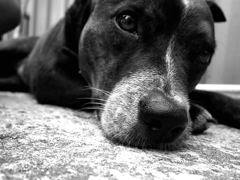Lazy Day, cute, graphy, lazy, black and white, resting, hop, dog, HD wallpaper