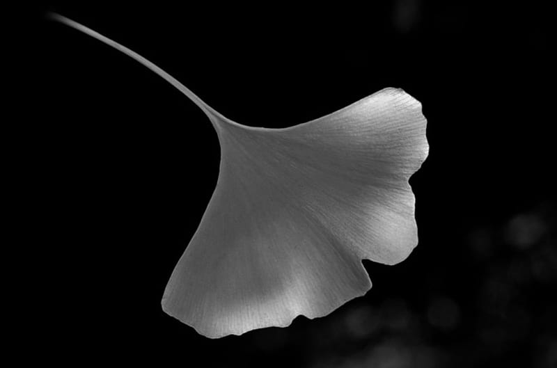 Two Hearts, flower, black, white, corazones, HD wallpaper