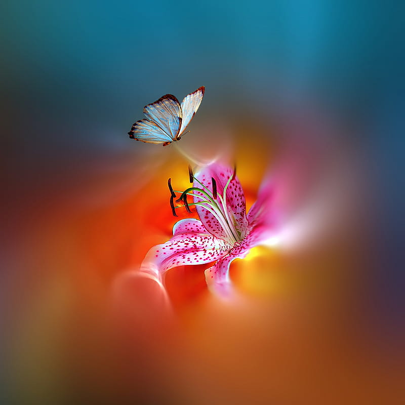 Butterfly, flowers, love, HD phone wallpaper | Peakpx