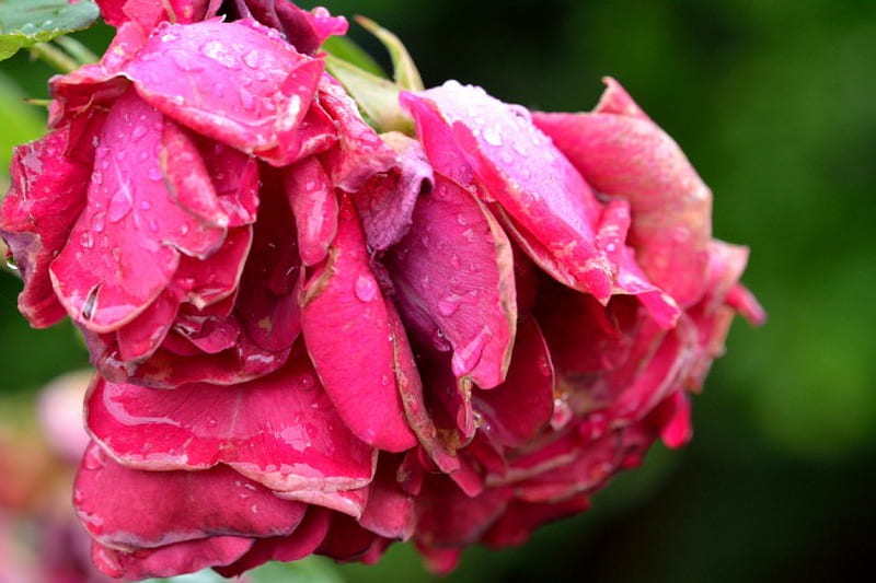 Rainy Roses, after the rain, red roses, raindrop, roses, rainfall, HD ...