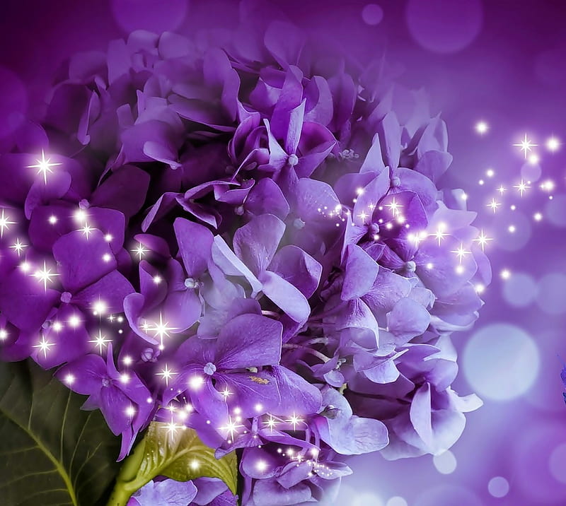 Morado, flores, naturaleza, flores moradas, Fondo de pantalla HD | Peakpx