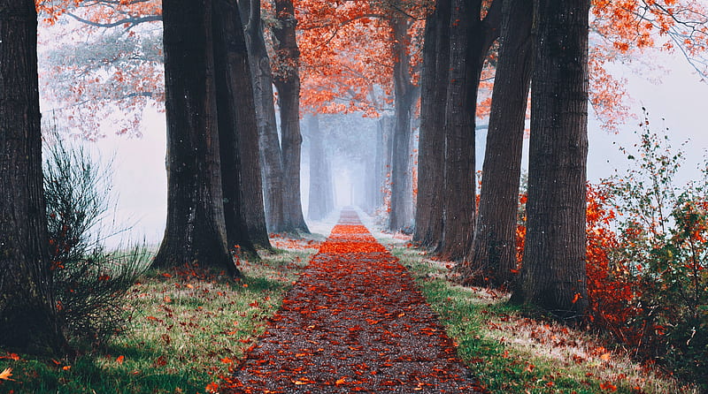 Autumn Aesthetic Ultra, Seasons, Autumn, Trees, Path, Sidewalk, aesthetic, HD wallpaper