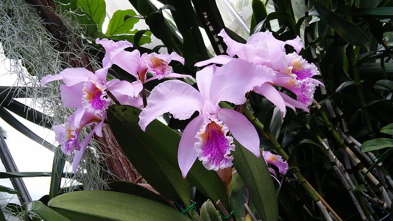 Orchid, flower, orchids, purple, HD wallpaper