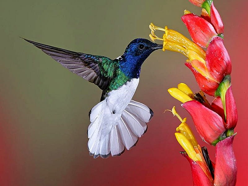 Lovely Hummingbird, flower, wings, hummingbird, flutter, HD wallpaper