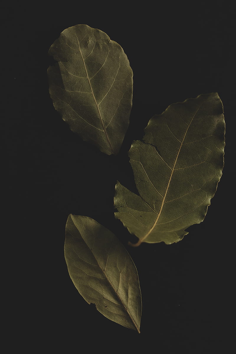 bay leaf, leaf, veins, macro, HD phone wallpaper