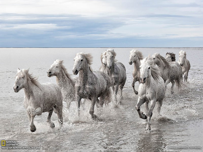Wild Horses France-National Geographic, HD wallpaper