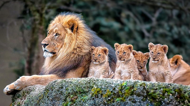 Lions, wild, african, adult, cups, animals, HD wallpaper