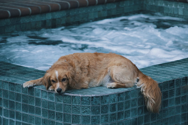 brown dog lying on edge of hot tub during daytime, HD wallpaper