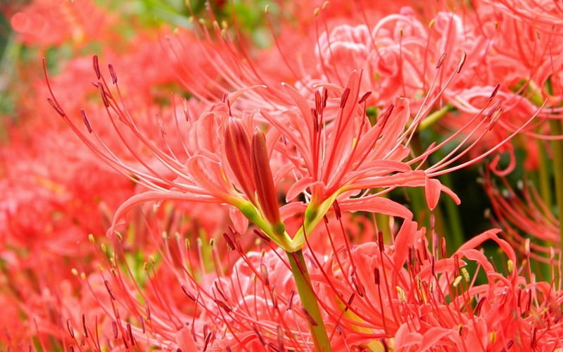 Hoa đỏ (red flower): Hãy dừng lại một chút để chiêm ngưỡng vẻ đẹp tươi tắn và tràn đầy sức sống của một bông hoa đỏ rực. Tận hưởng khoảnh khắc thư giãn và cảm nhận sự tươi mới mà hình ảnh này mang lại.