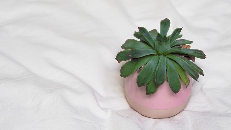 green succulent plant on white ceramic pot, HD wallpaper