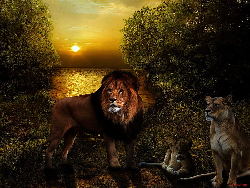 Lion Family, feline, trees, lion, wild, HD wallpaper