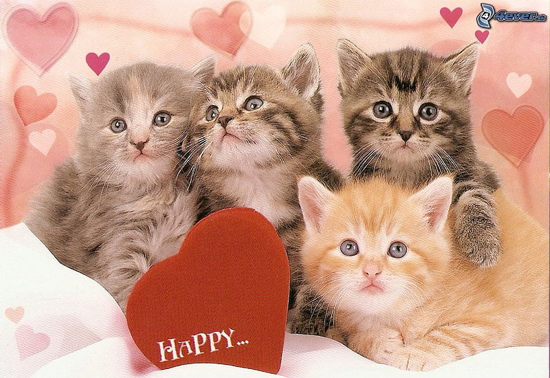 Cute Kittens Cat Wallpaper 4K #4.3347